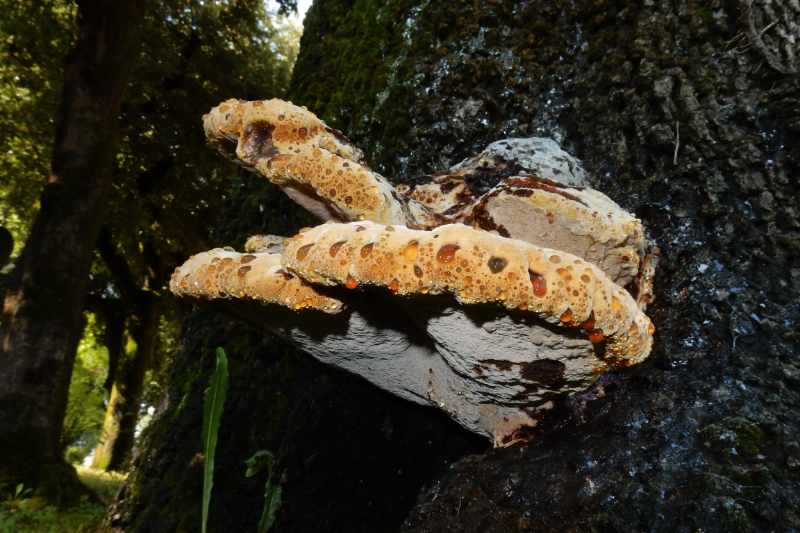 Inonotus dryadeus 