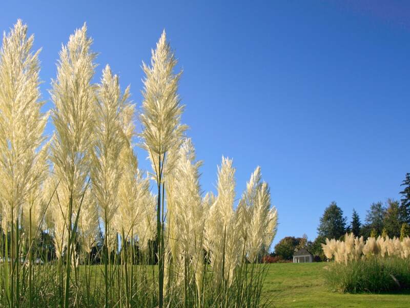 Pampas Grass (Cortaderia selloana)
