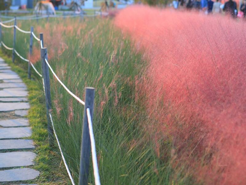 Pink Muhly Grass (Muhlenbergia capillaris)