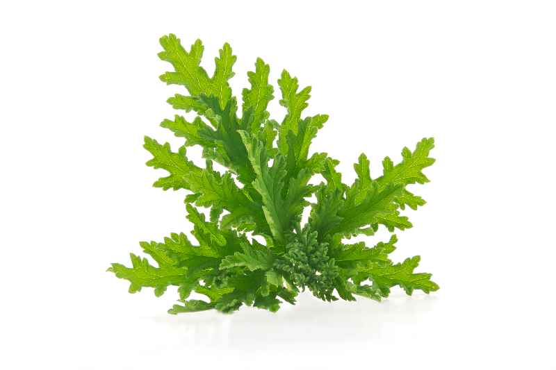 citronella mosquito repellent plant