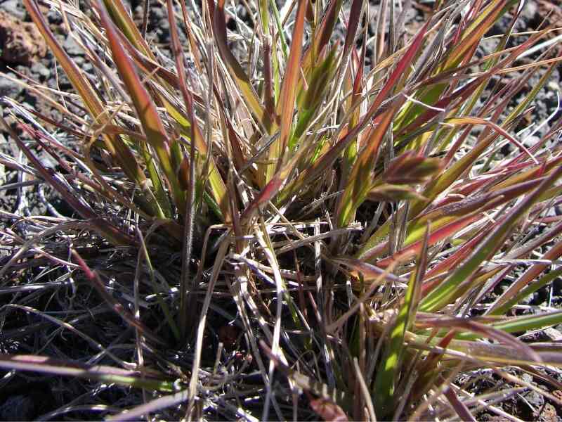 Bromus catharticus