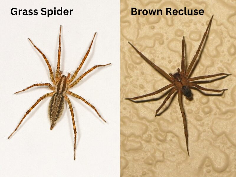 grass spider and brown recluse spider side-by-side