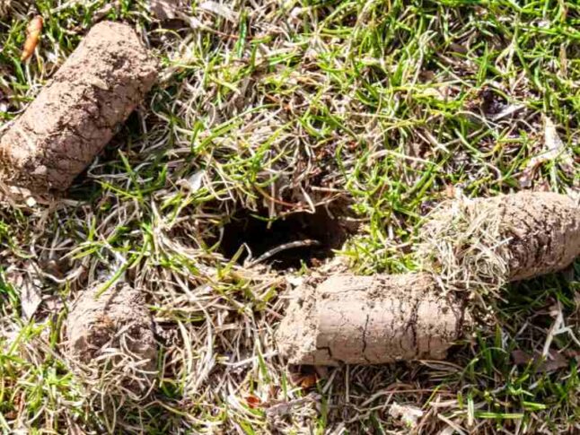 What to Do After Aerating Your Lawn
