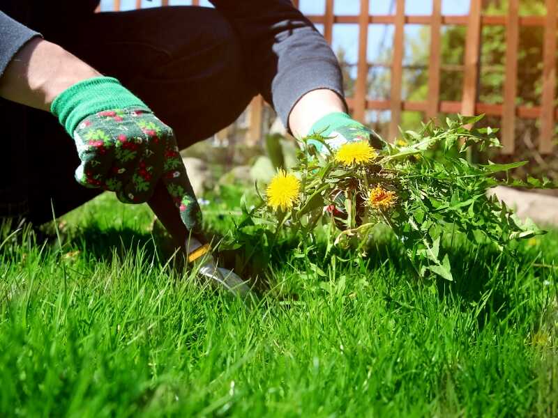 gardener pulling dandelion weeds using a spade