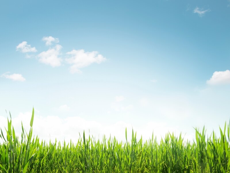 spring day with blue sky and green grass