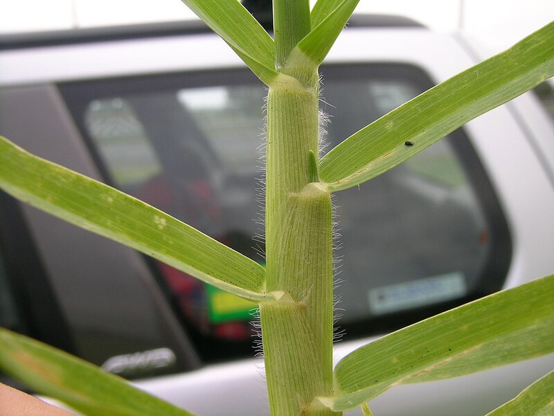 Pennisetum clandestinum leaf sheath