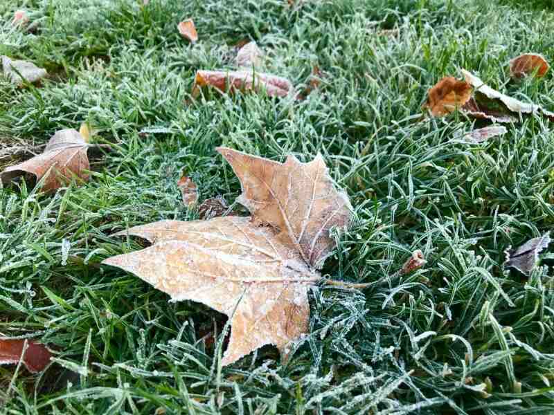 frost on grass