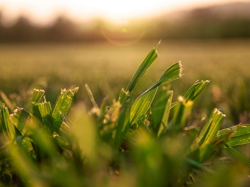 grass at dusk