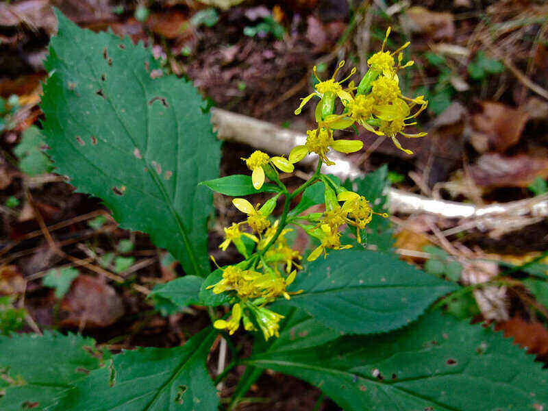 bright yellow blooms from zigzag goldenrod
