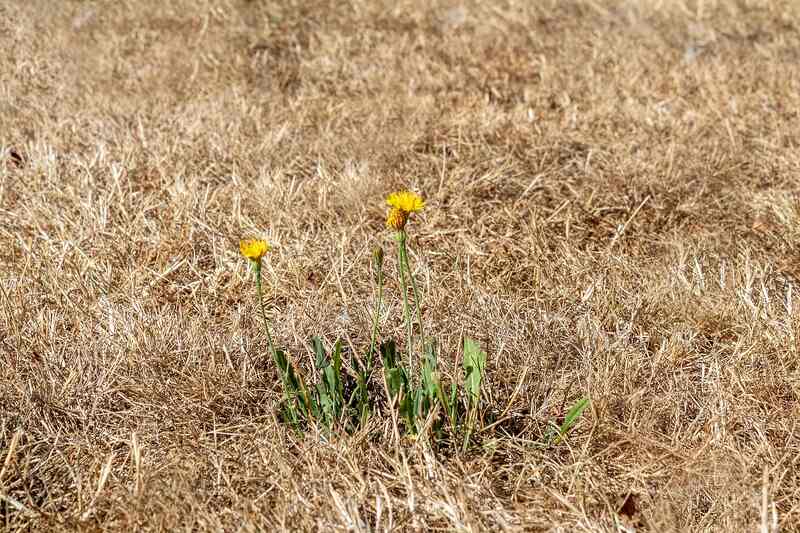 Dry grass