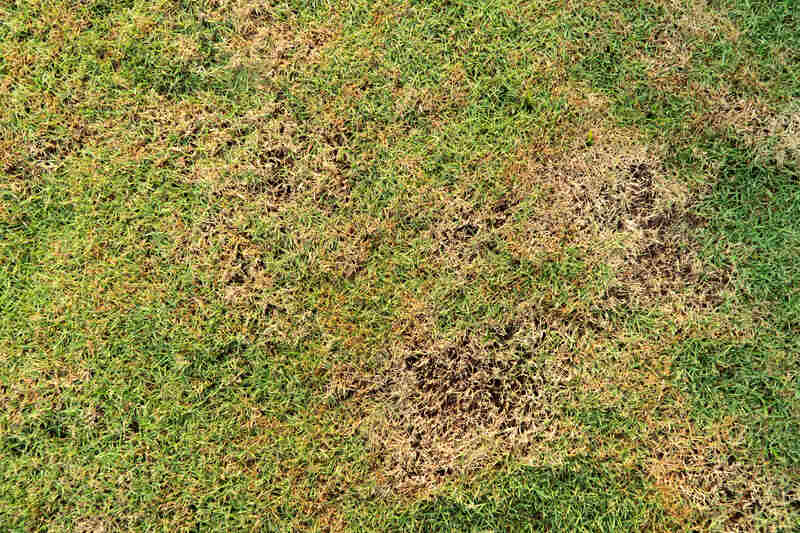 Patchy grass, lawn in bad condition and needing maintenance
