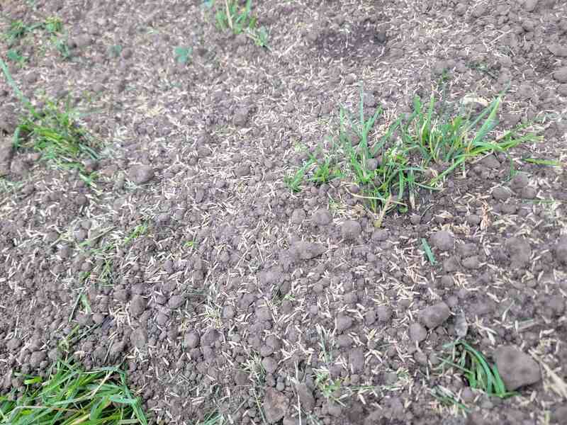 freshly seeded soil for new grass