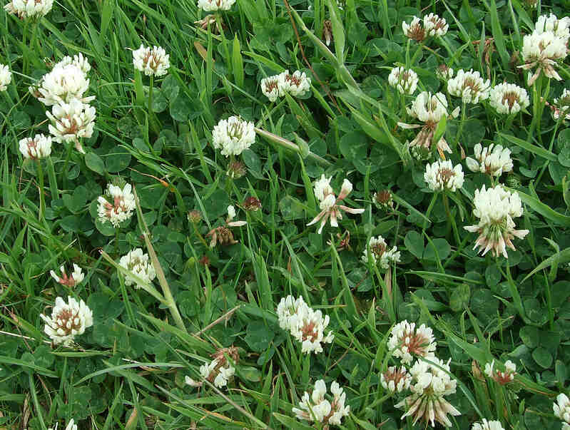 closeup of white clover in a lawn