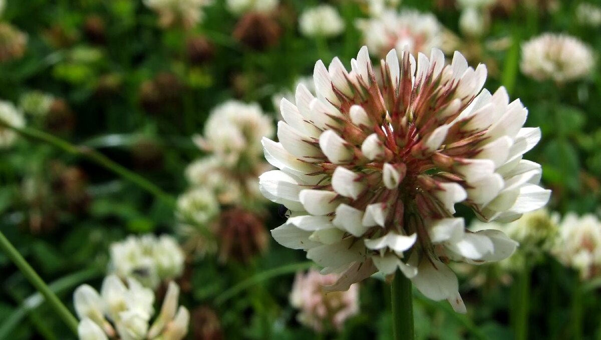 white clover