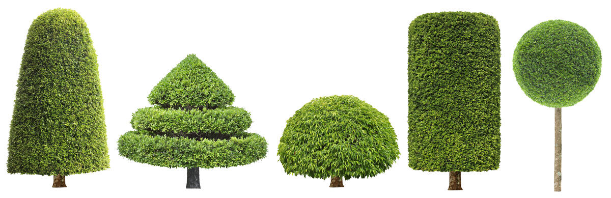 various tree shapes on a white background