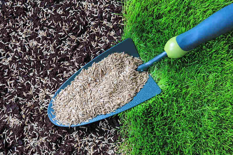 Grass seeds on a garden trowel and sown seed on prepared soil