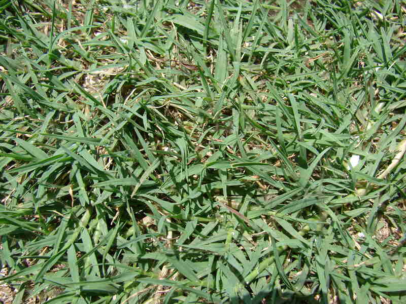 A closeup of a bermudagrass lawn