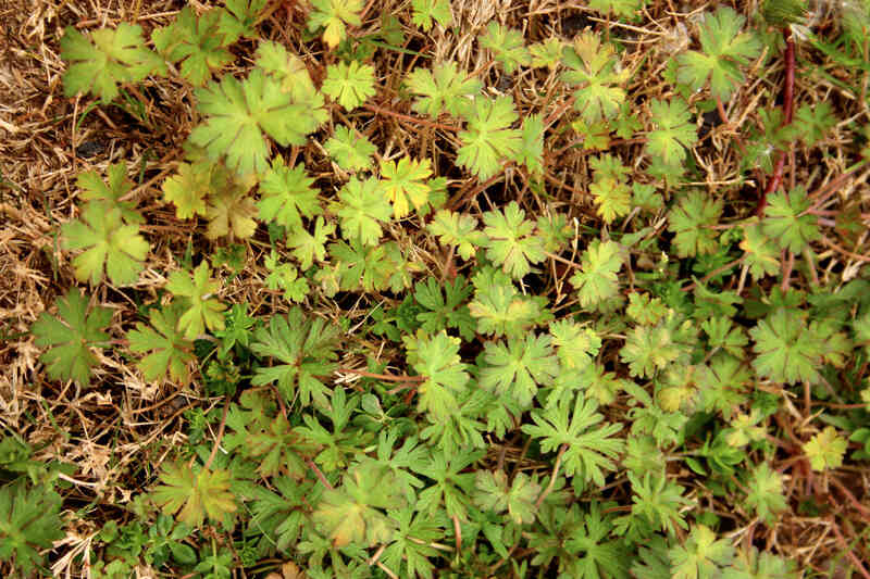closeup of a Carolina Geranium plant