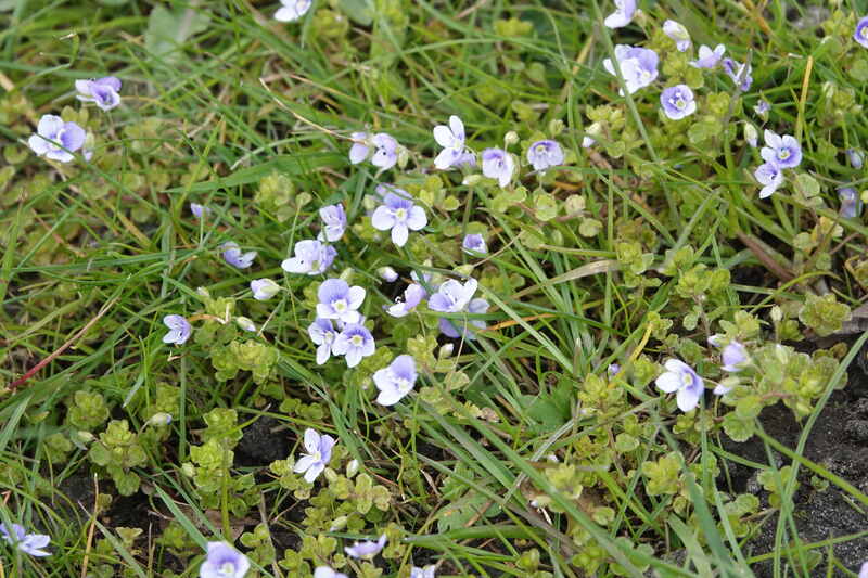 closeup of speedwell plant