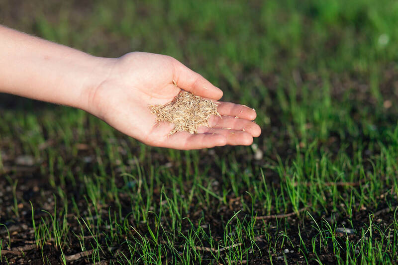 A hand holding grass seed over a lawn