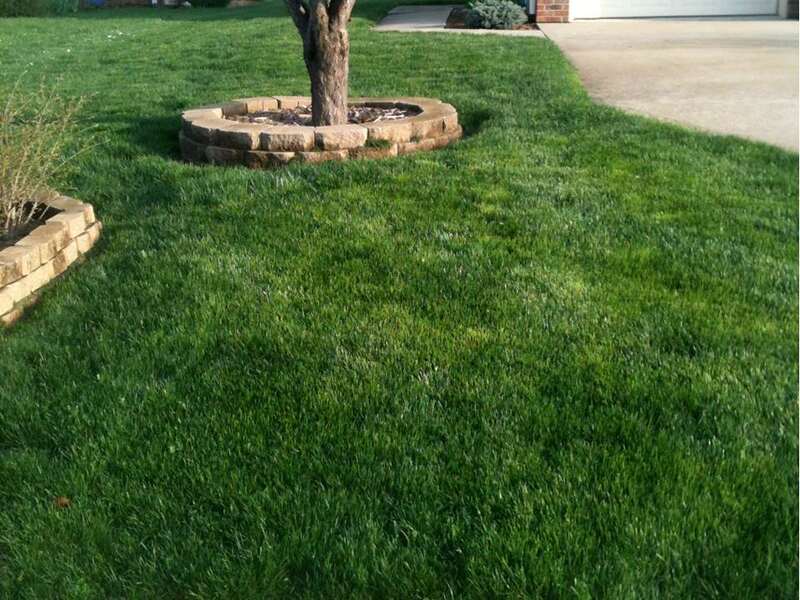 perennial ryegrass in a lawn