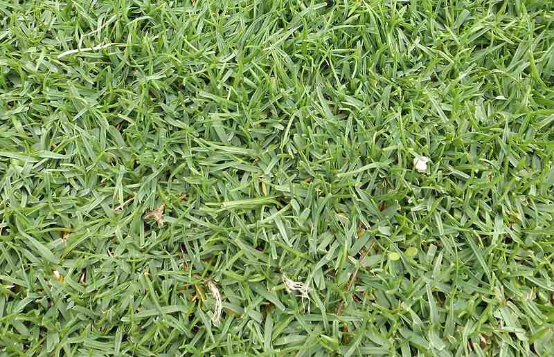 lush green seashore bentgrass in a lawn
