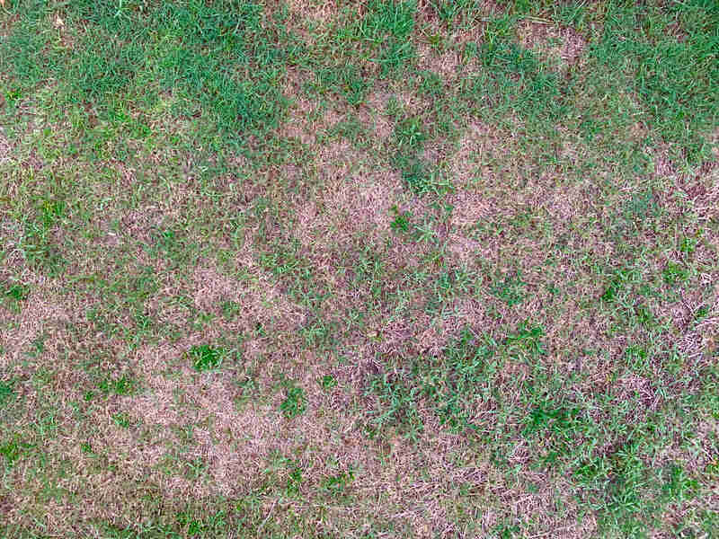 A patchy lawn