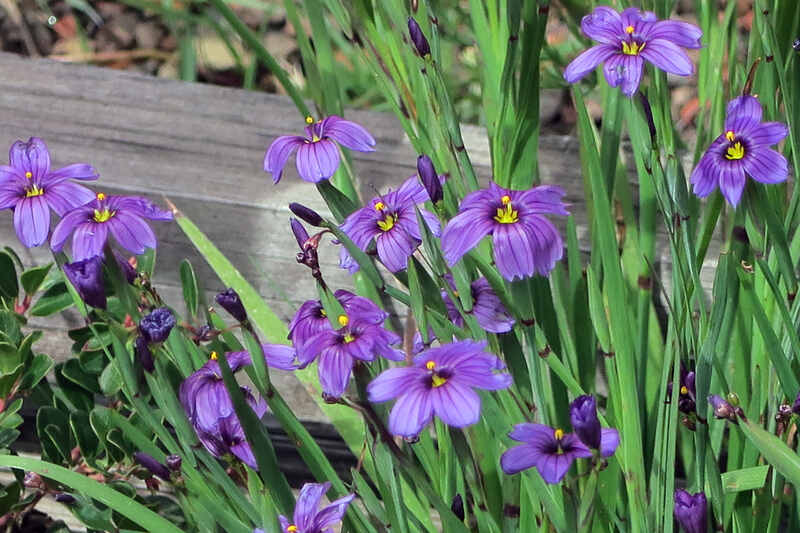 Blue eyed grass with bluish-violet flowers