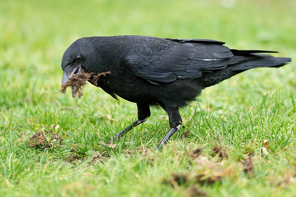 Carrion crow picking grubs from a lawn