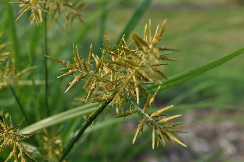 Nutsedge