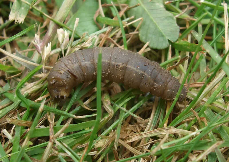 leatherjacket grub on a lawn
