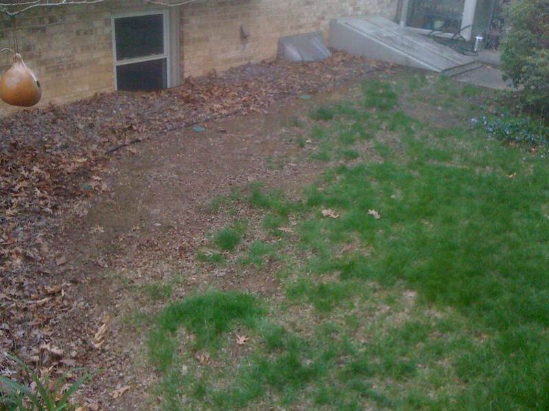 Dead grass in backyard