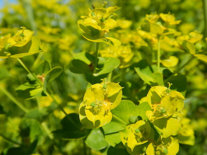 Leafy Spurge