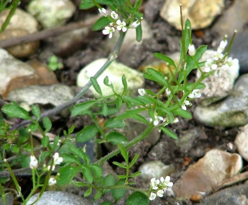 closeup of Small-flowered bittercress plant