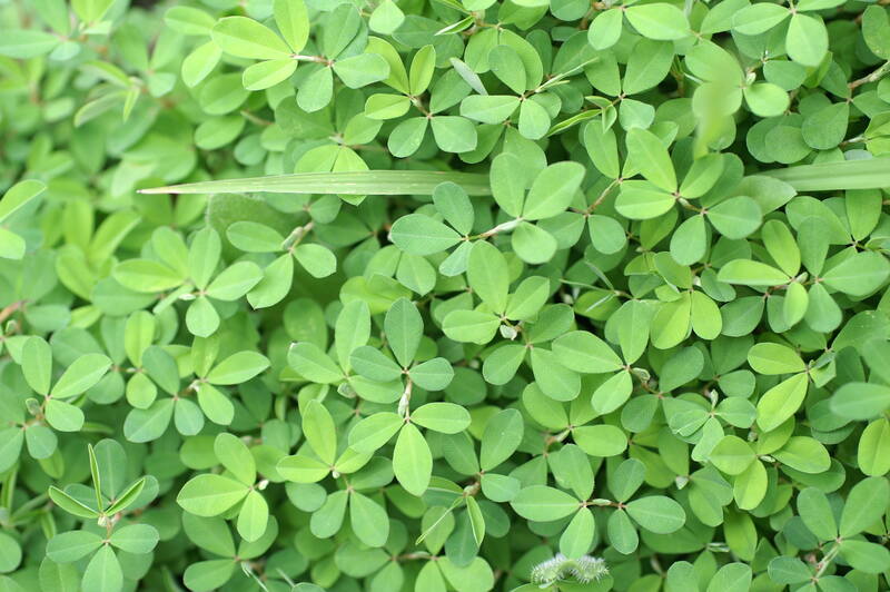 closeup of Common Lespedeza plant
