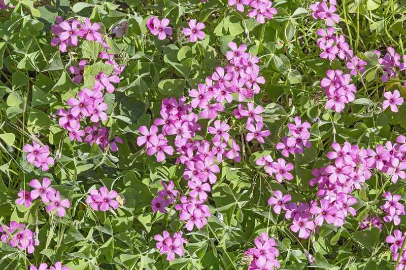 closeup of pink sorrel plant