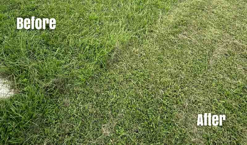 Before and after mowing 