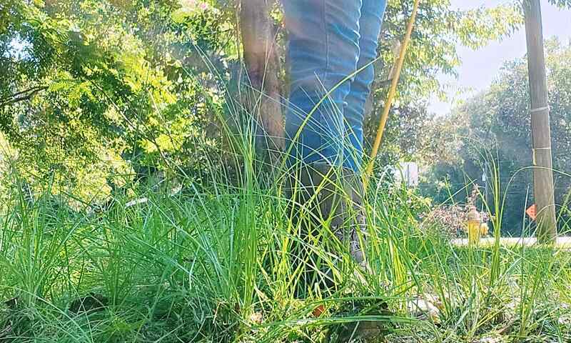 Tall Grass in a lawn