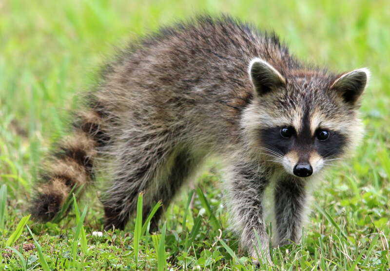 Grey and brown raccoon on a lawn