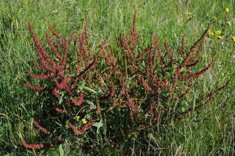 Curly Dock (Rumex crispus)