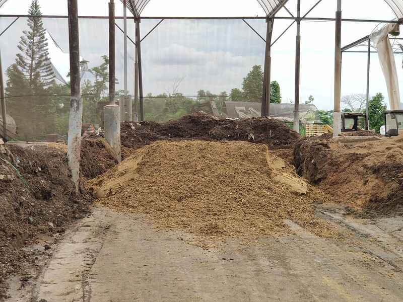Chicken manure