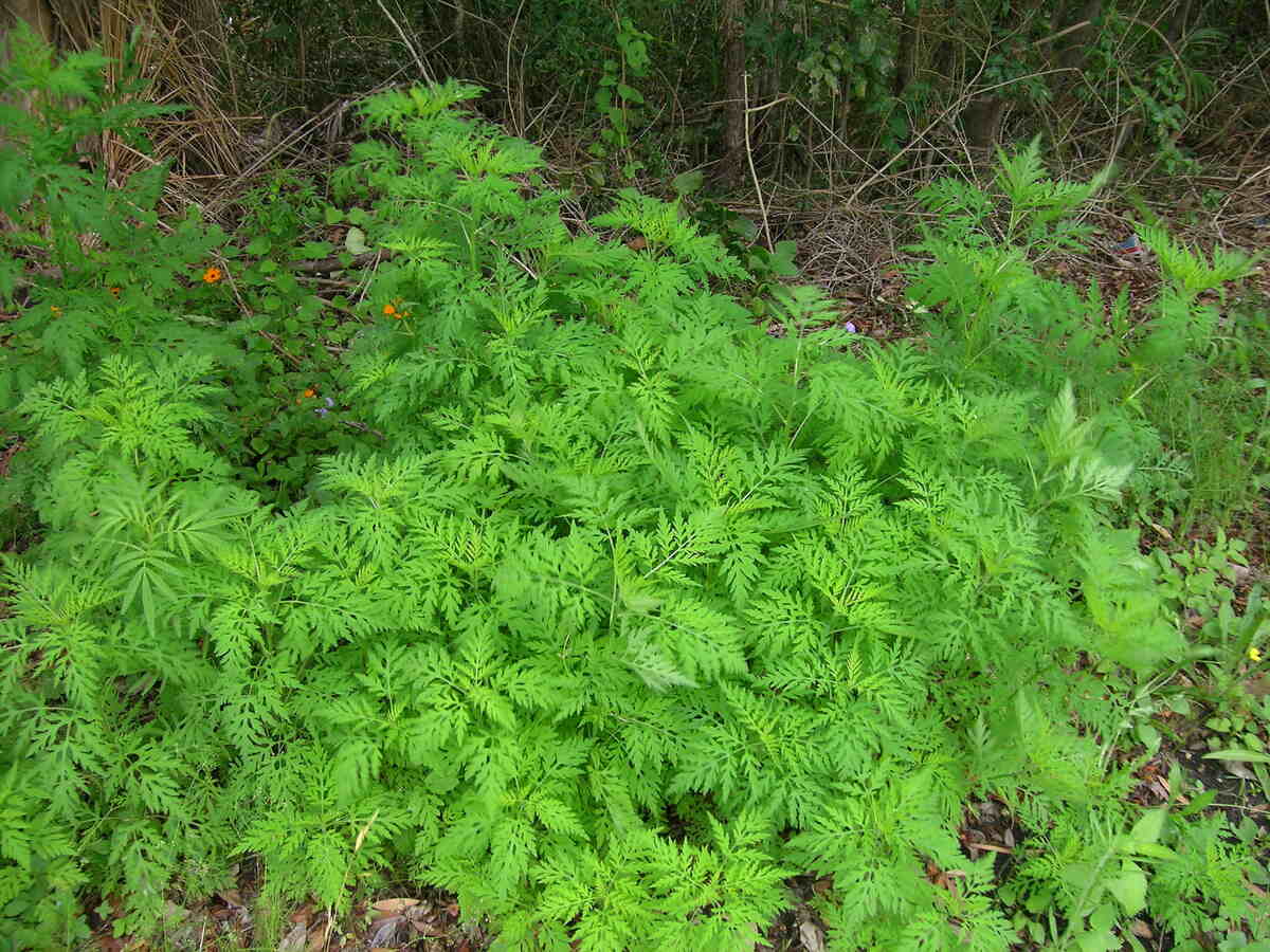 closeup of Ambrosia artemisiifolia plant