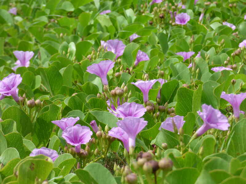Railroad vine with purple flowers serving as a groundcover