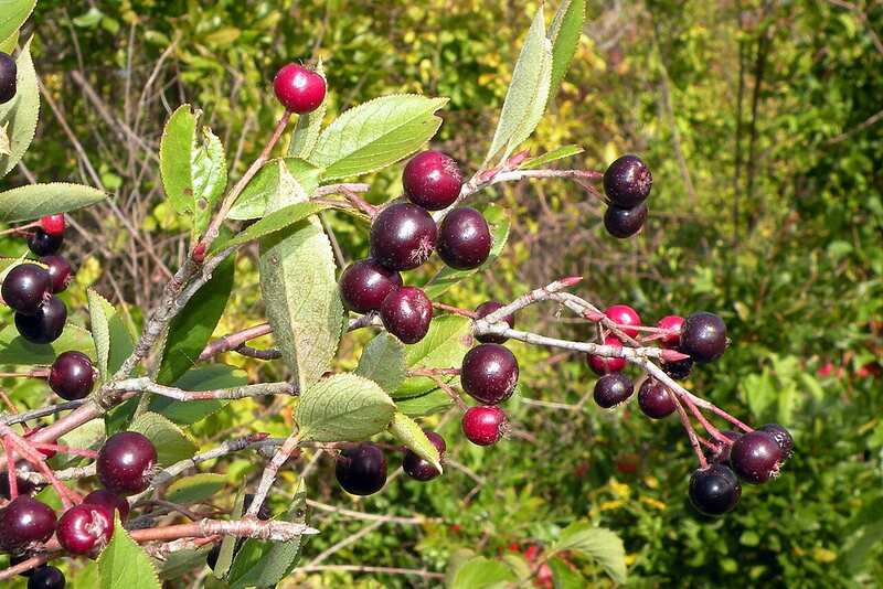 closeup of Purple Chokeberry plant