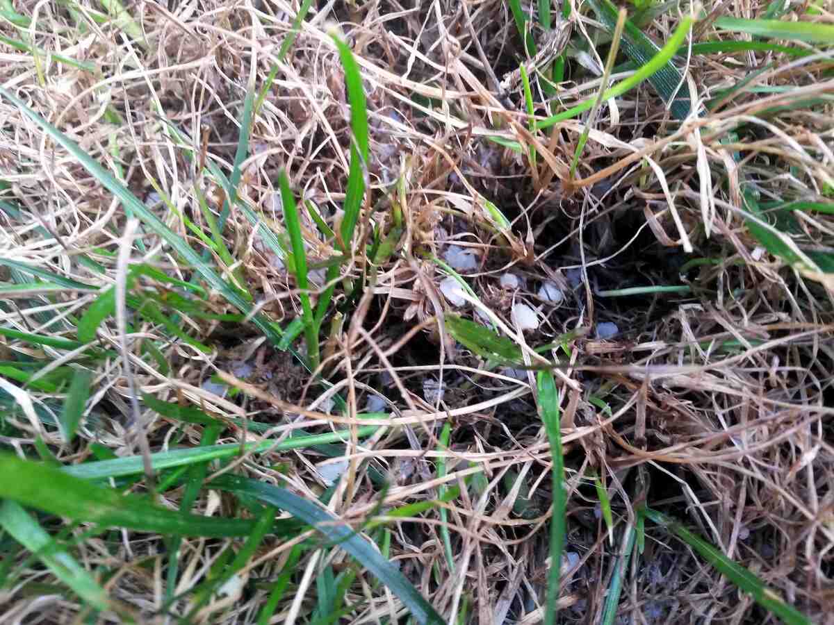 Fertilizer burn on grass