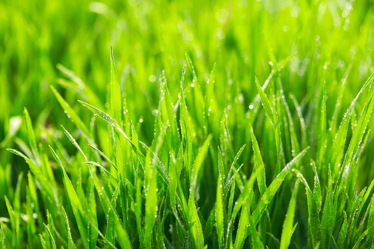 green grass with moisture