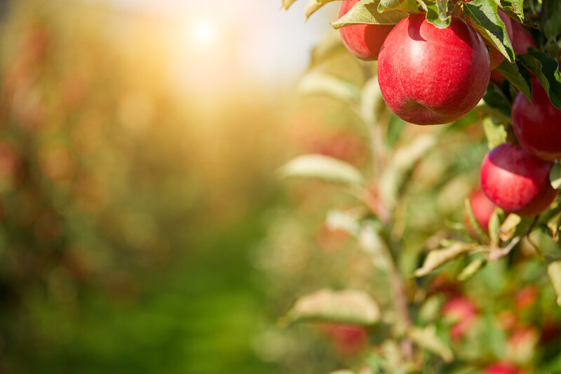 Apples on the tree 