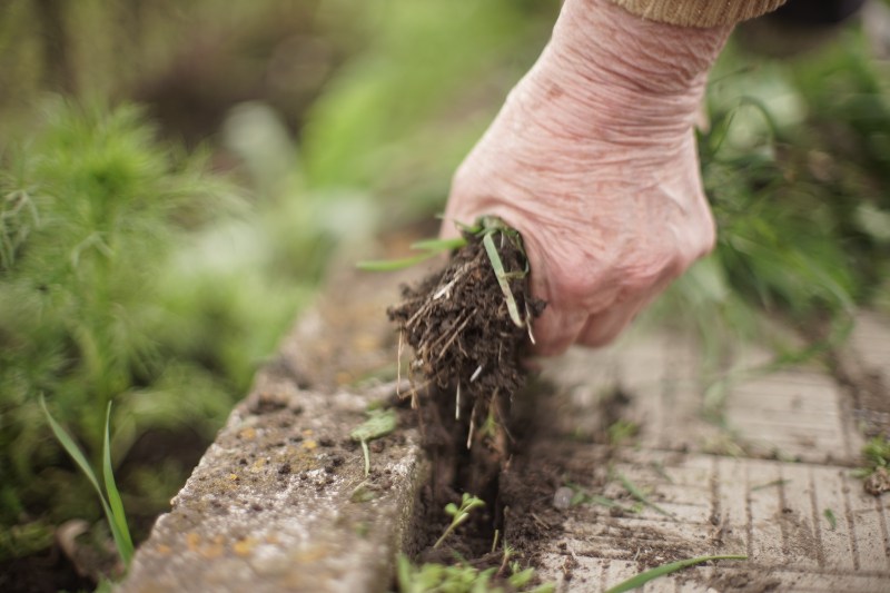 the process of pulling grass weeds from the ground