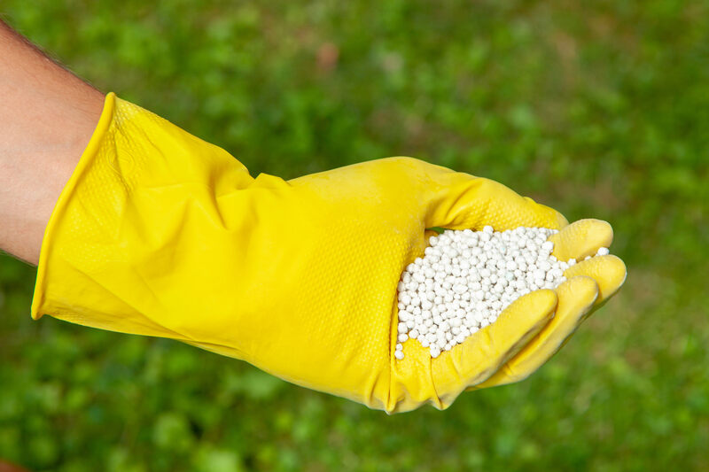 Gardener in gloves holds white fertilizer balls on grass