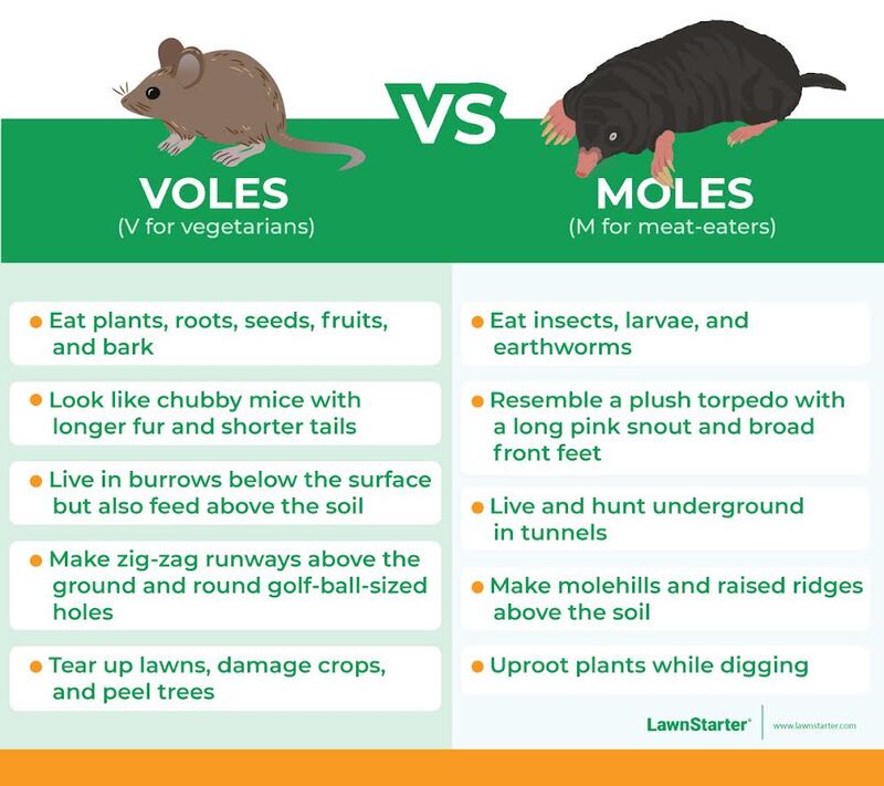 Voles vs Moles infographic